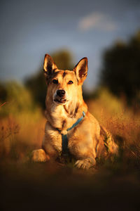 Portrait of dog on field