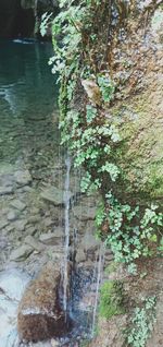 Plants growing on tree trunk by lake in forest