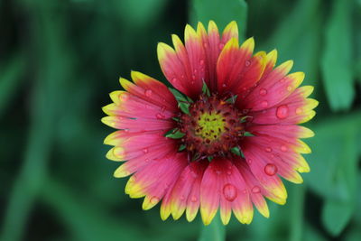 Close-up of pink flower