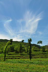 Scenic view of agricultural field against sky