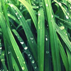 Full frame shot of raindrops on grass