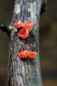 Close-up of red flower on tree trunk