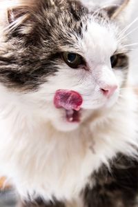 Close-up portrait of white cat