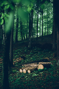 Trees in forest