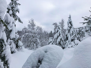 Snow covered plants against sky