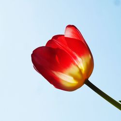 Close-up of red heart shape against clear sky