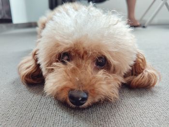 Close-up portrait of dog relaxing at home