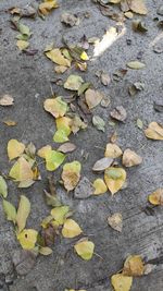 High angle view of dry leaves on street