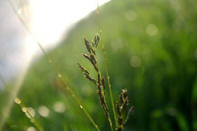 Close-up of fresh green plant