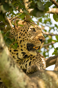 Low angle view of cat on tree