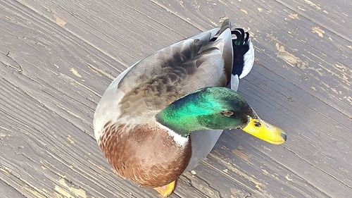 High angle view of mallard duck