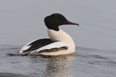 Close-up of duck swimming in lake