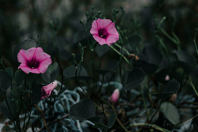 Close-up of pink flowering plant