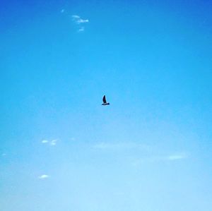 Low angle view of eagle flying against clear blue sky