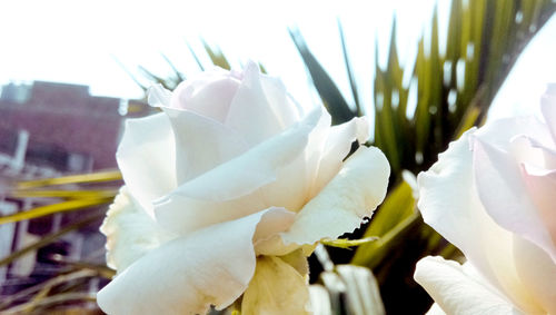 Close-up of white flowering plant