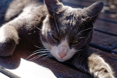 Close-up portrait of a cat resting