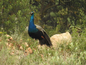 Peacock in a field