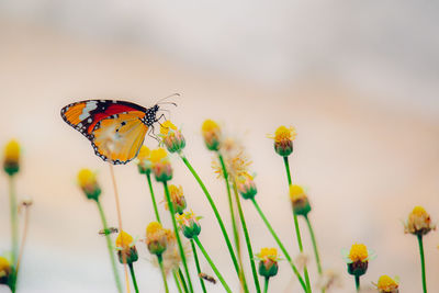 Close-up of butterfly pollinating on flower