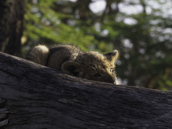 Close-up of cat on wood