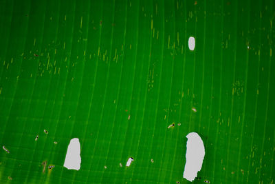 Full frame shot of green leaves