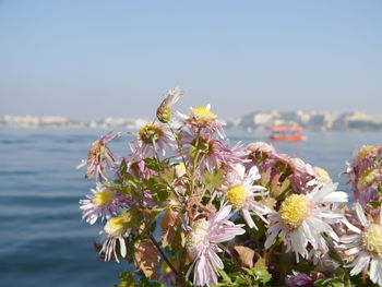 Close-up of flowering plants by sea against sky