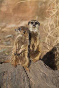 Close-up of meerkat