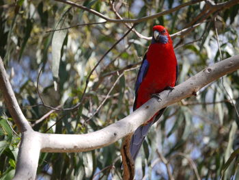 Low angle view of bird perching on branch