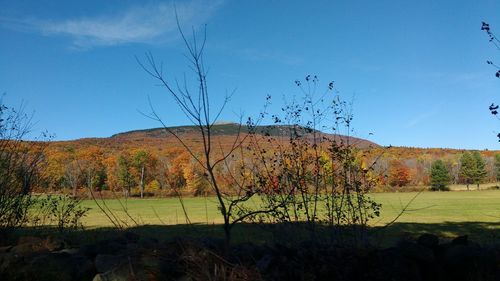 Scenic view of grassy field against sky