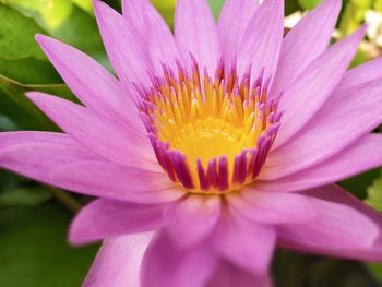 Close-up of fresh pink water lily