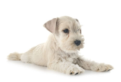 Portrait of a dog over white background