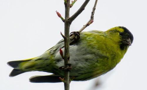 Close-up of bird perching on flower over white background