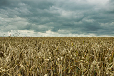 Scenic view of wheat field against sky