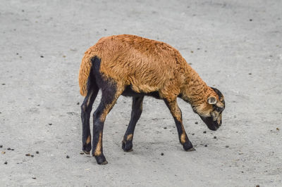 Side view of a horse on field