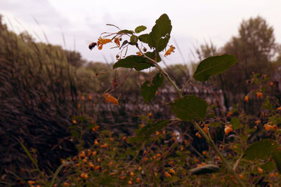 Close-up of flowering plants on land against sky