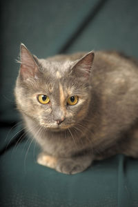 Close-up portrait of a cat