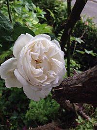 Close-up of flowers