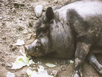 Close-up of a sleeping pig