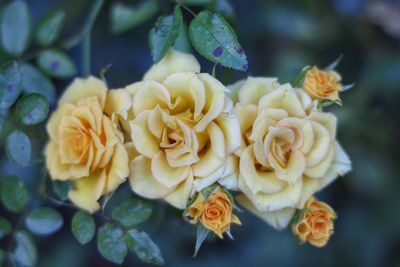 Close-up of yellow flowering plant