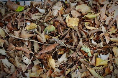 Full frame shot of leaves