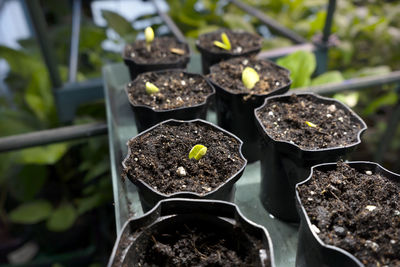 Young green cucumber seedling sprouts in seedling pots. growing of vegetables. home garden.