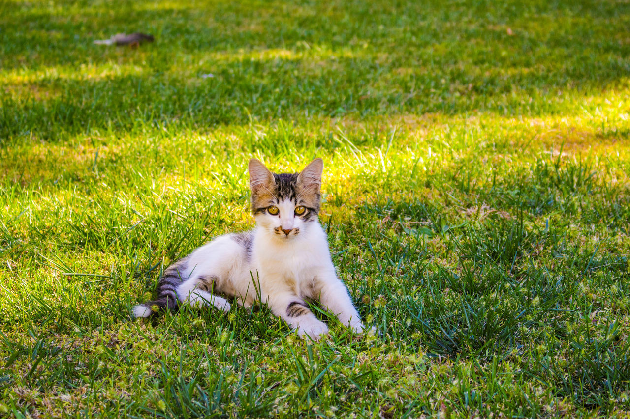 grass, domestic cat, animal themes, field, green color, mammal, feline, domestic animals, pets, growth, one animal, no people, outdoors, nature, day, looking at camera, portrait, beauty in nature