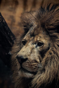 Close-up of a cat looking away