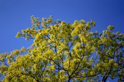 Low angle view of flowering plant against blue sky