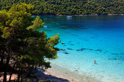 High angle view of sea and trees