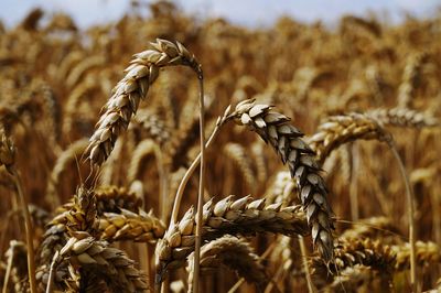 Close-up of stalks in field