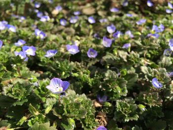 Close-up of purple flowers