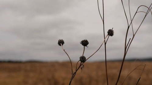 Close-up of wilted flower on field against sky