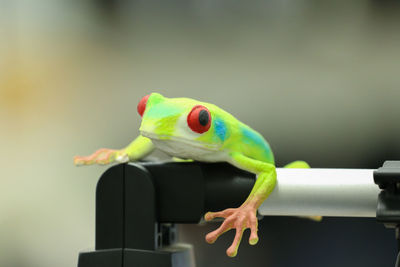 Close-up of frog on leaf