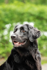 Close-up of a dog looking away