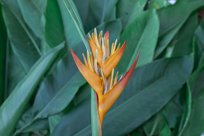 Close-up of orange flower